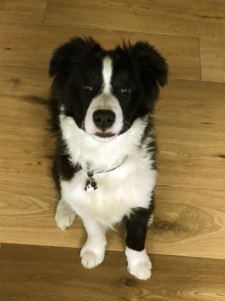 border collie au.jpg